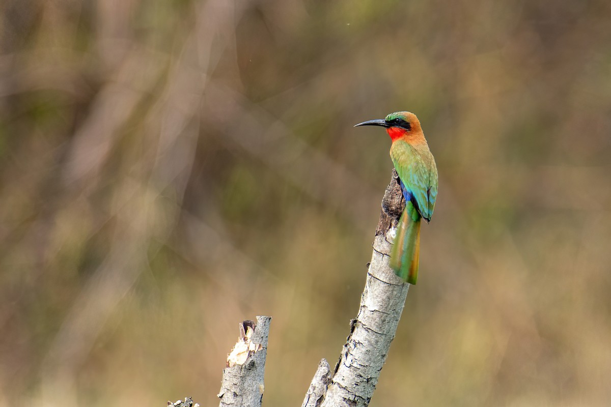 Red-throated Bee-eater - ML614231063