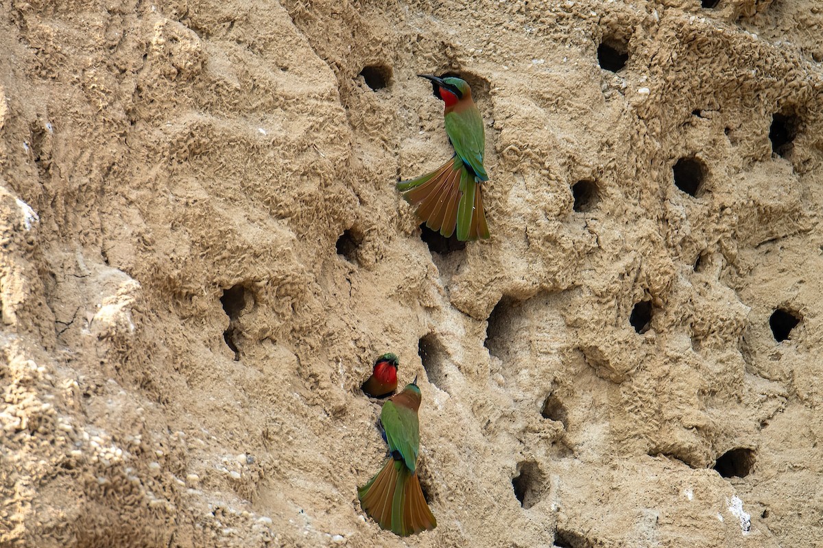 Red-throated Bee-eater - ML614231076