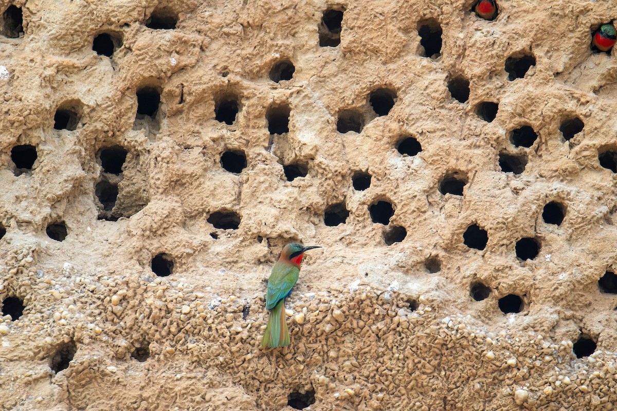 Red-throated Bee-eater - ML614231077
