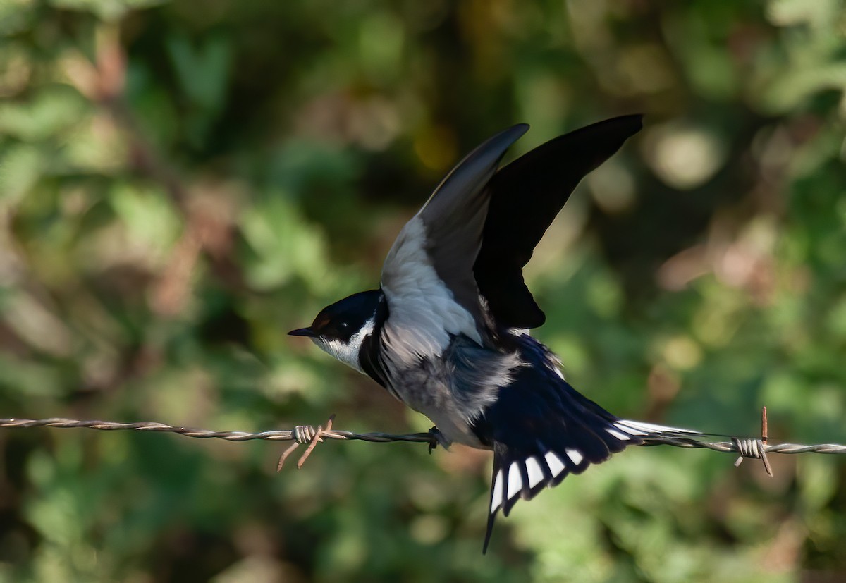 White-throated Swallow - ML614231098