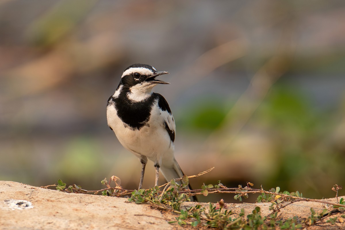 African Pied Wagtail - ML614231103