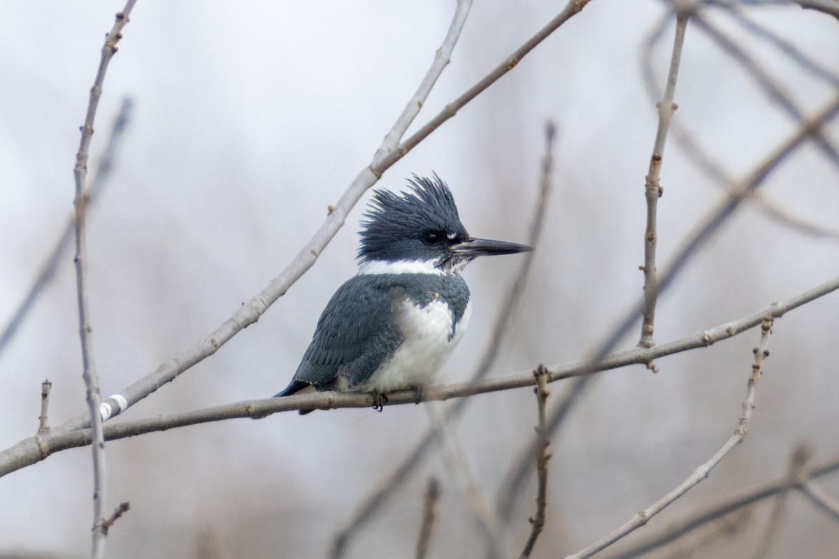 Belted Kingfisher - ML614231259