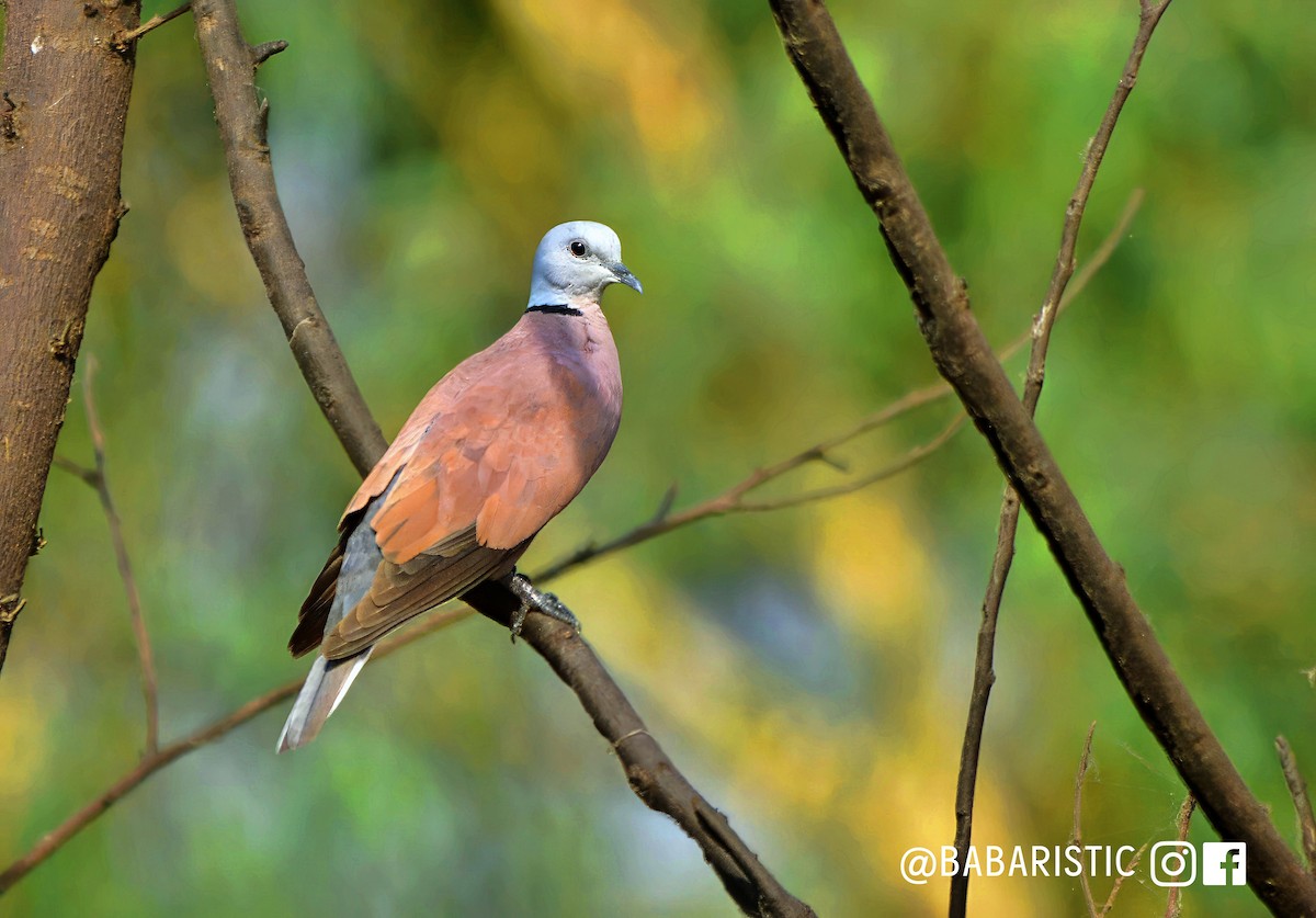Red Collared-Dove - ML614231874