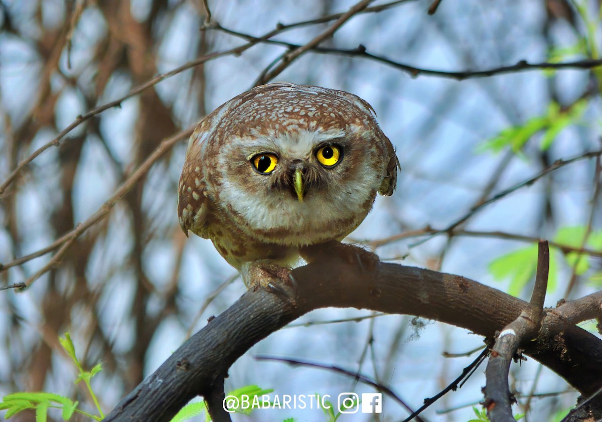 Spotted Owlet - ML614231875