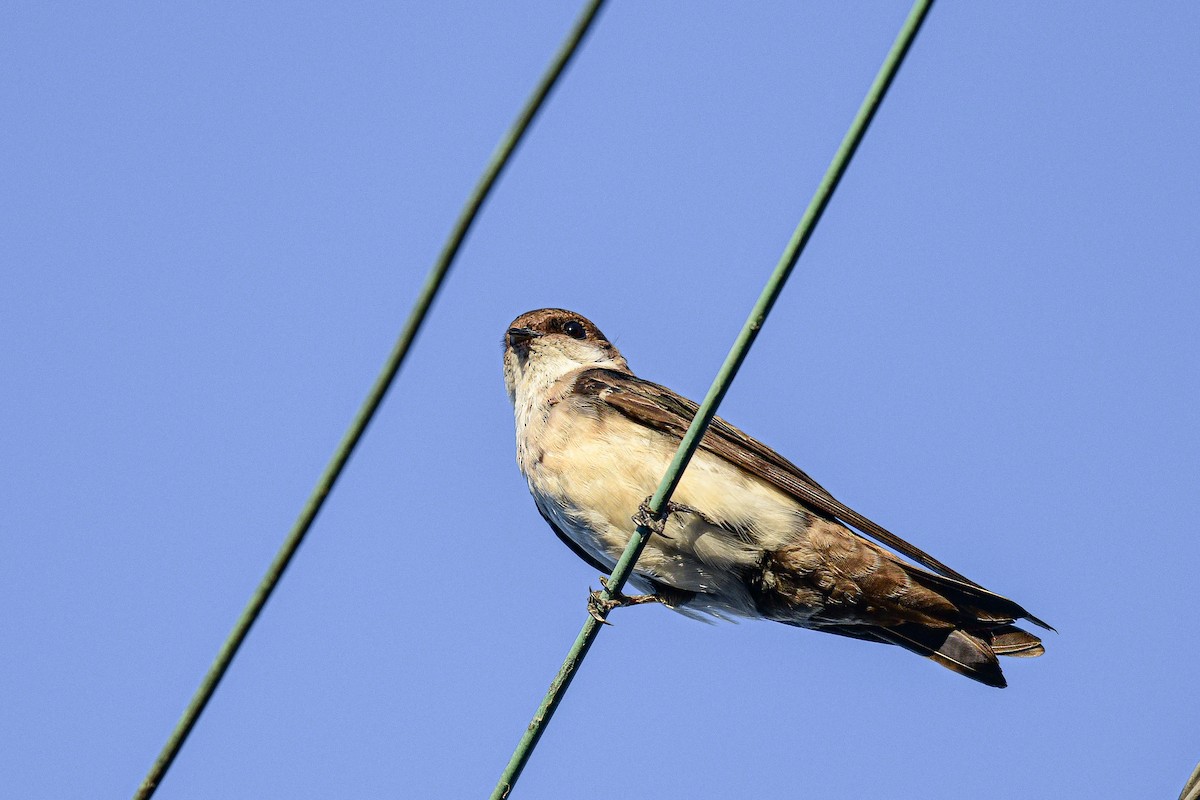 Blue-and-white Swallow (cyanoleuca) - ML614232278