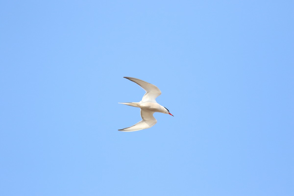 Common Tern - ML614232459