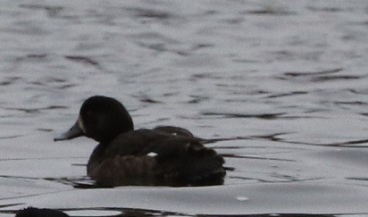Greater Scaup - ML614232570