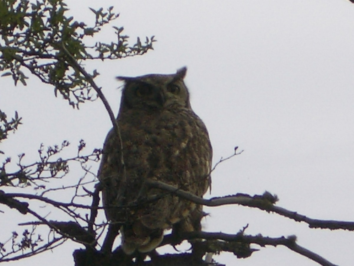 Lesser Horned Owl - David Barton