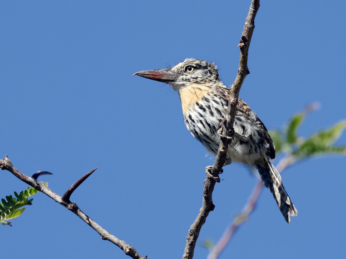 Spot-backed Puffbird (Chaco) - ML614232713