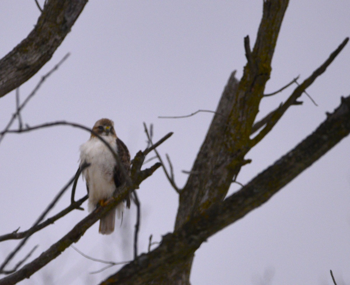 Red-tailed Hawk - ML614232833