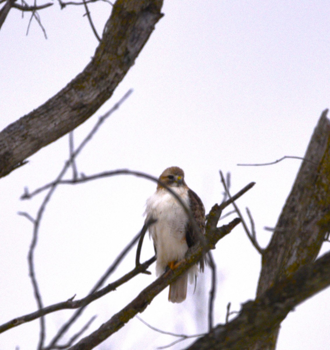 Red-tailed Hawk - ML614232834