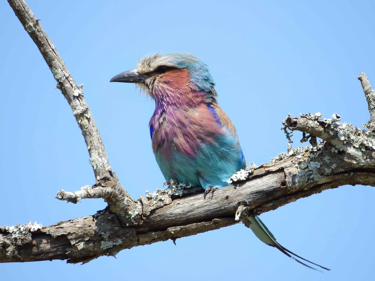 Lilac-breasted Roller - ML614233141