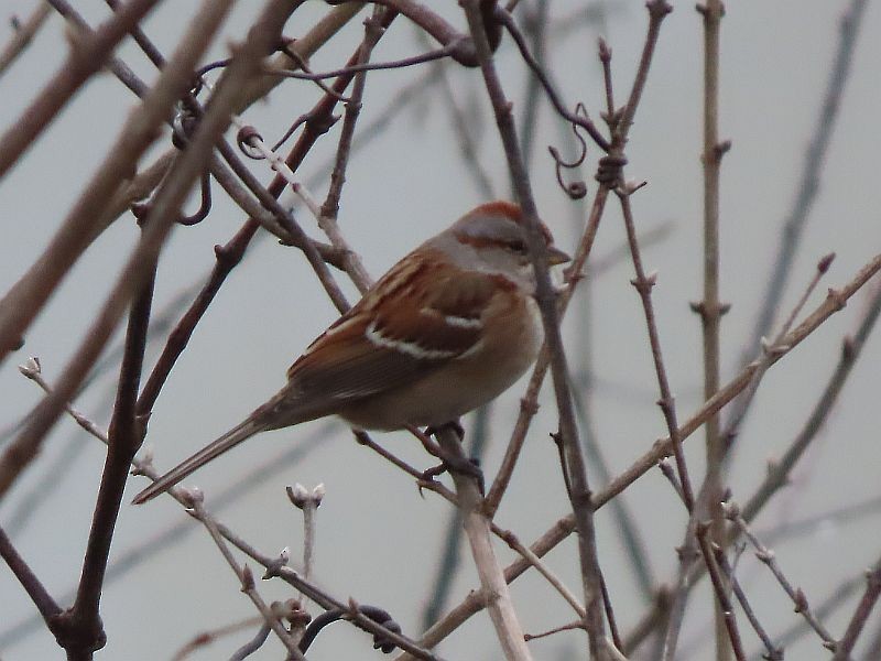 American Tree Sparrow - ML614233148