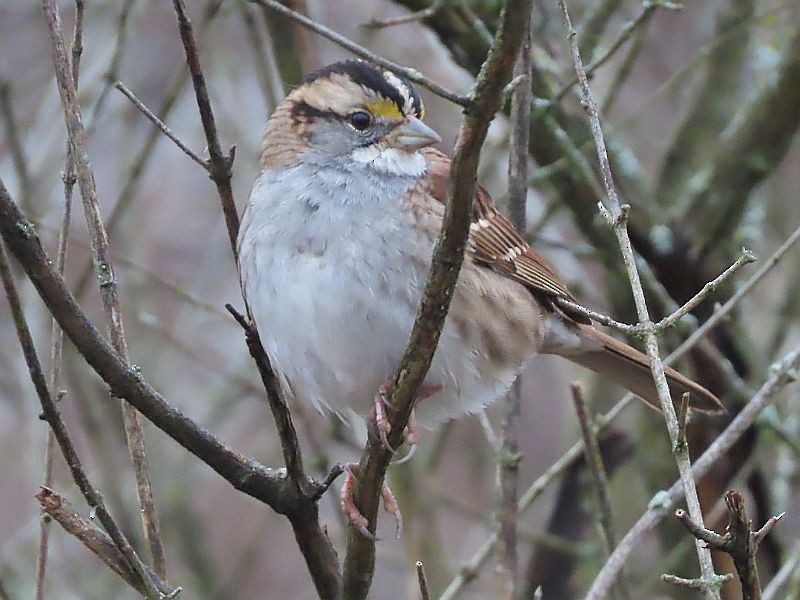 White-throated Sparrow - ML614233197