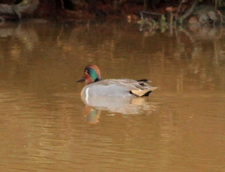 Green-winged Teal - ML614233233