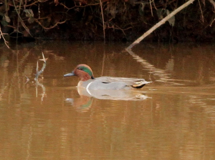 Green-winged Teal - ML614233236