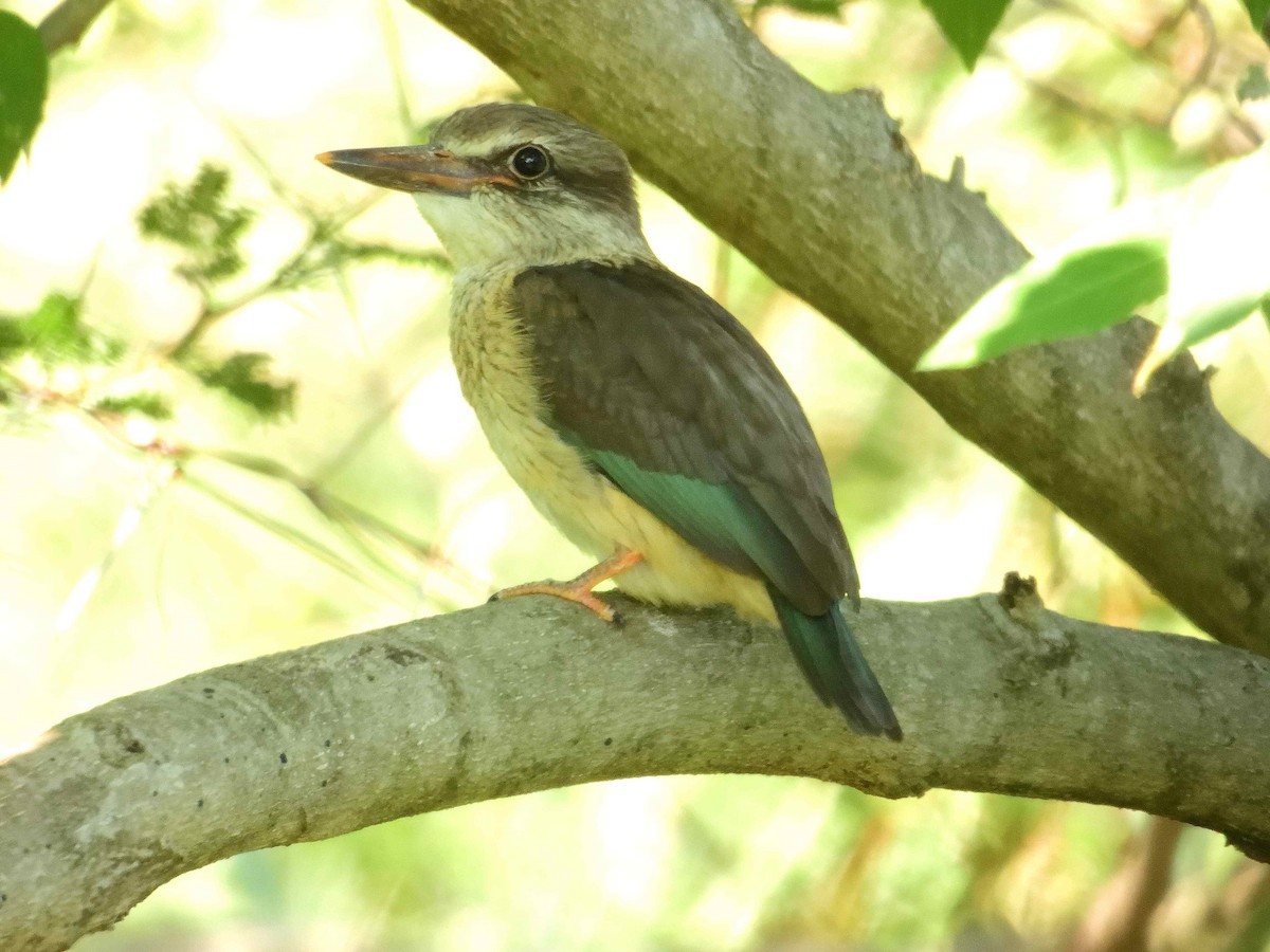 Brown-hooded Kingfisher - ANDRÉS SERRANO LAVADO
