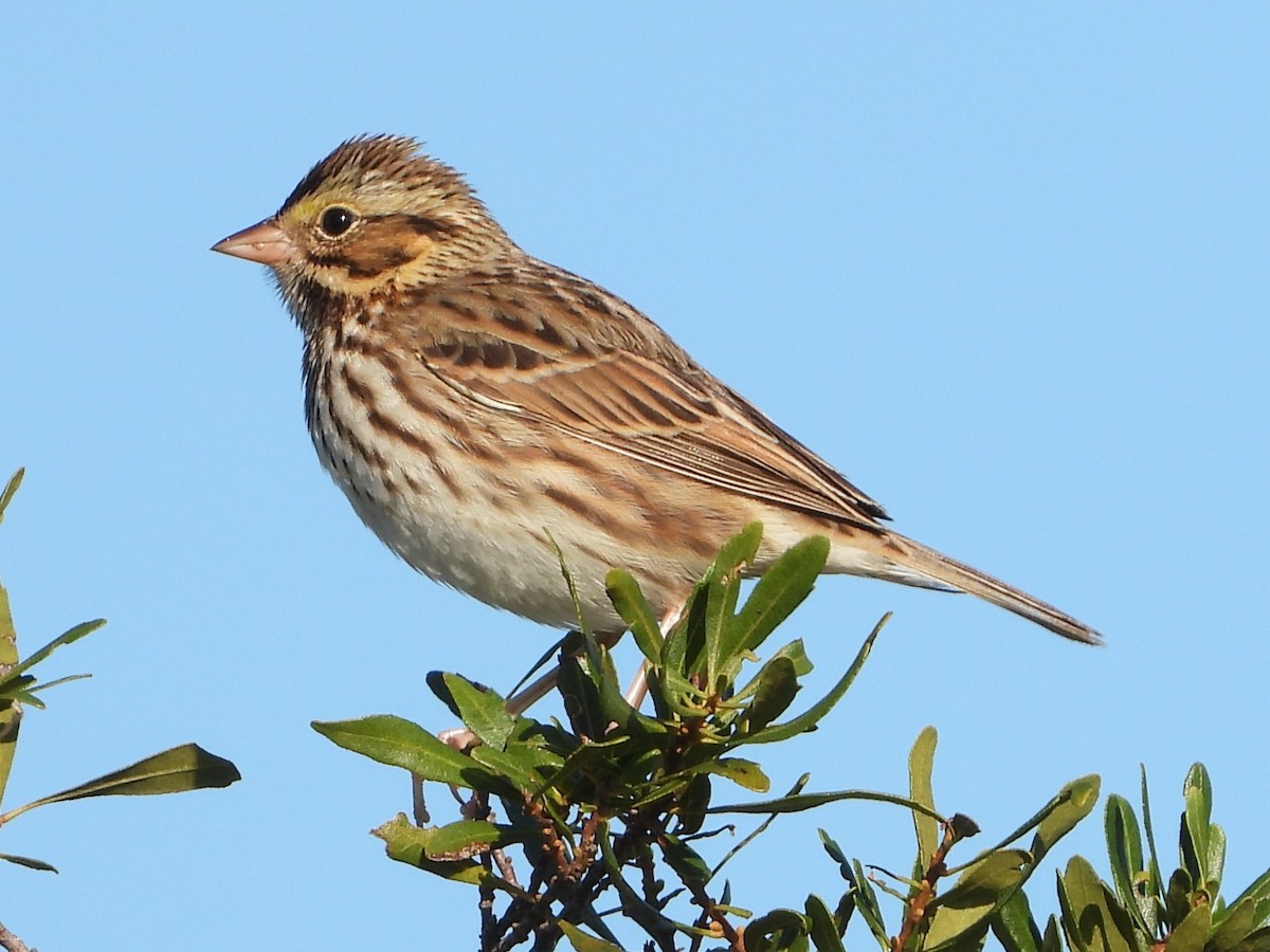 Savannah Sparrow - ML614233619