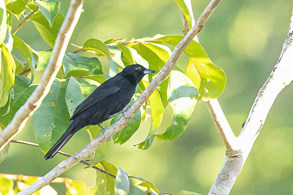 Red-shouldered Tanager - ML614233628
