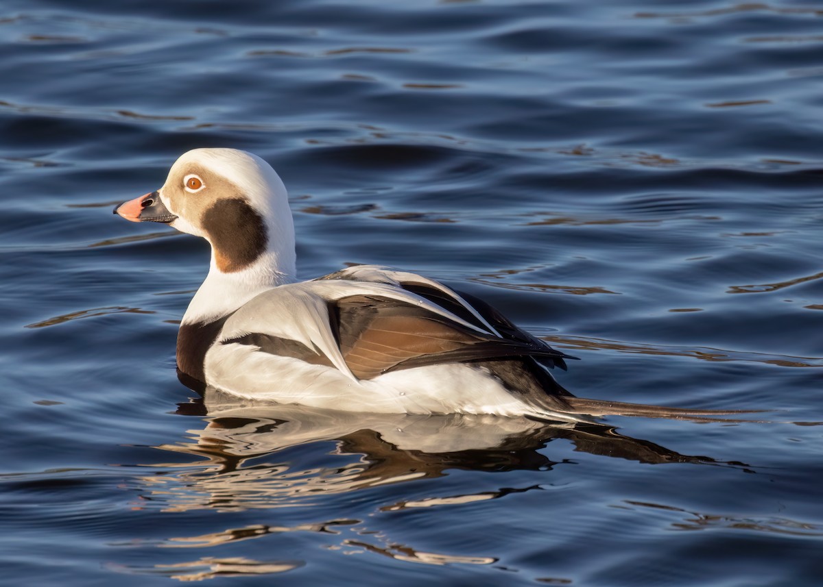 Long-tailed Duck - ML614233631