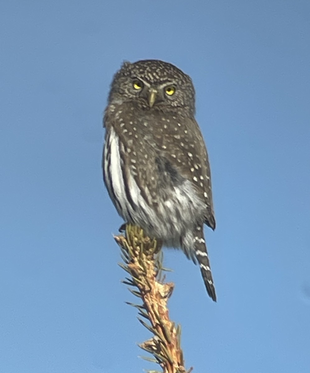 Northern Pygmy-Owl - ML614233644