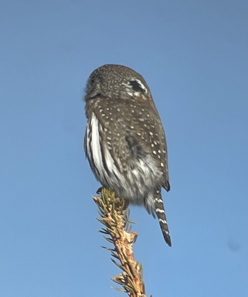 Northern Pygmy-Owl - Cheryl Huizinga