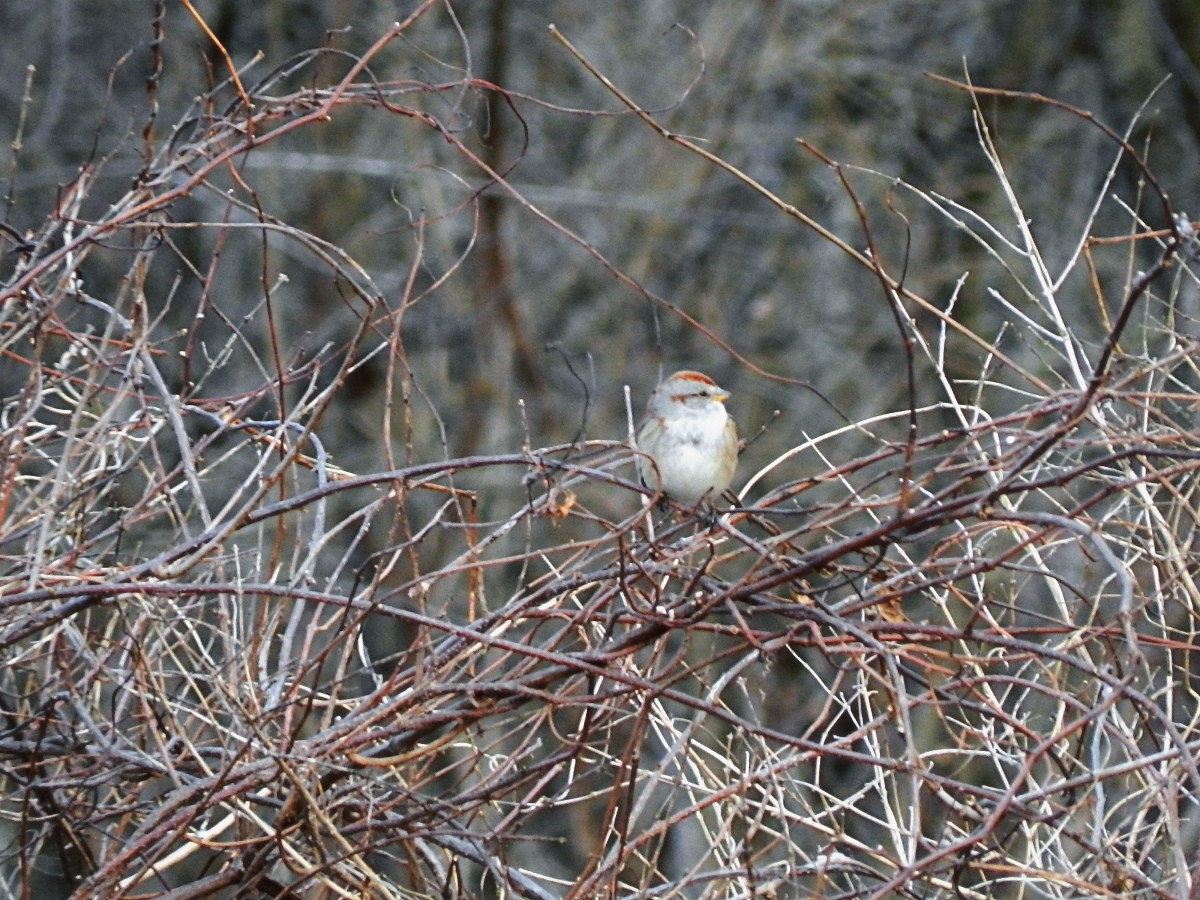American Tree Sparrow - ML614233896