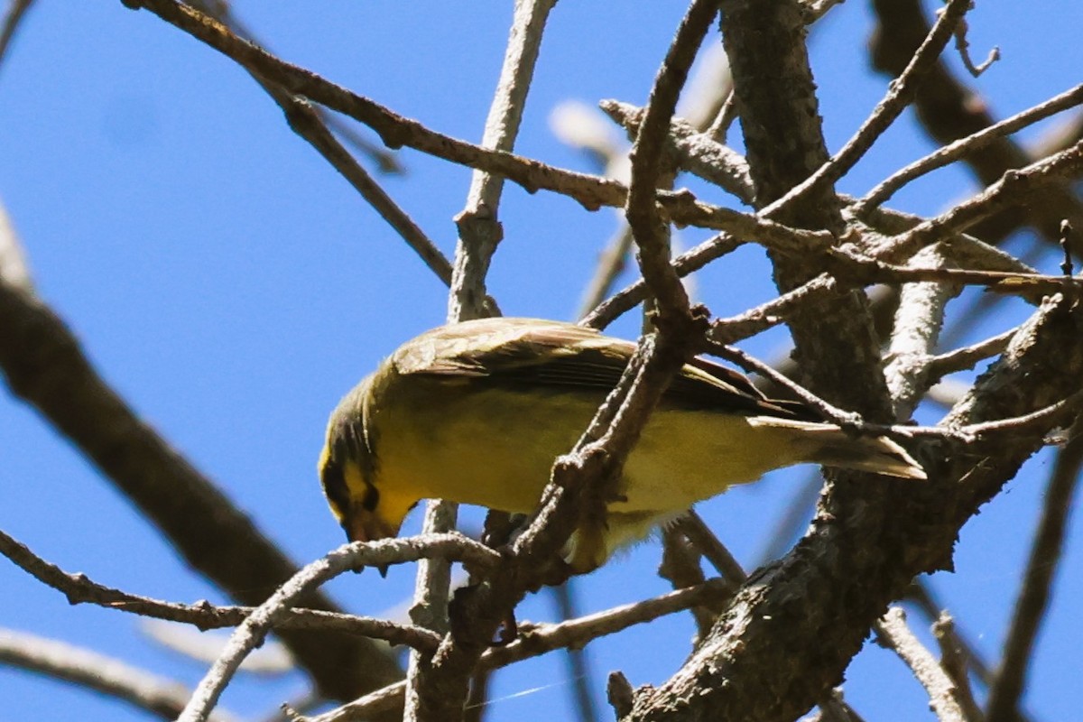 Yellow-fronted Canary - Audrey Whitlock