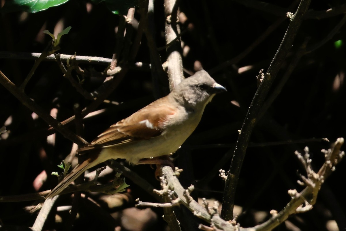 Southern Gray-headed Sparrow - Audrey Whitlock