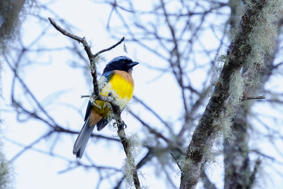 Buff-breasted Mountain Tanager (Carriker's) - ML614234071