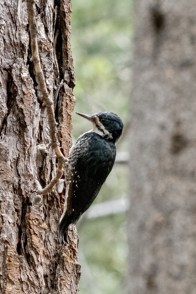 Black-backed Woodpecker - ML614234302