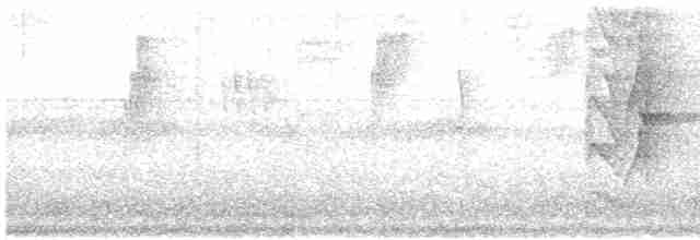 Strichelbaumspäher - ML614234497