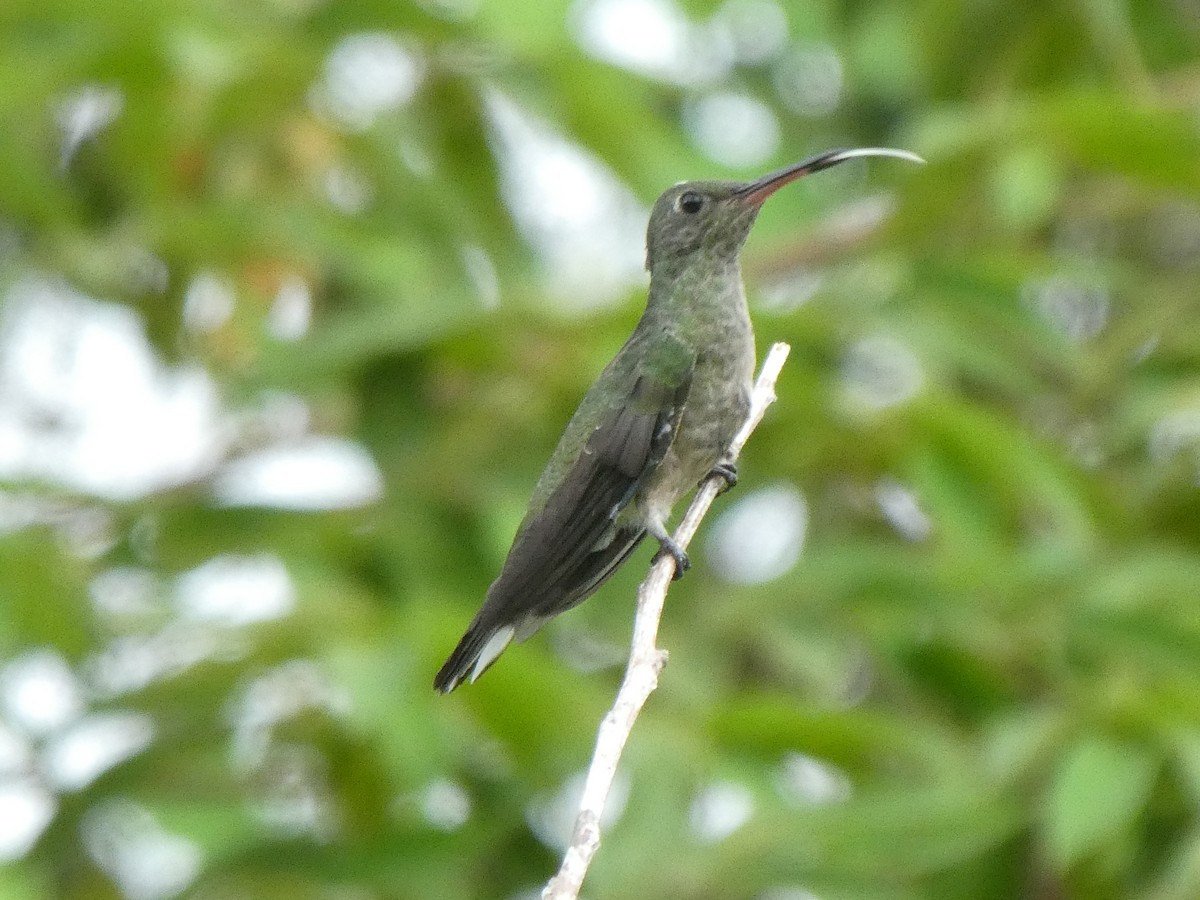 Scaly-breasted Hummingbird (Cuvier's) - Emma Meadows