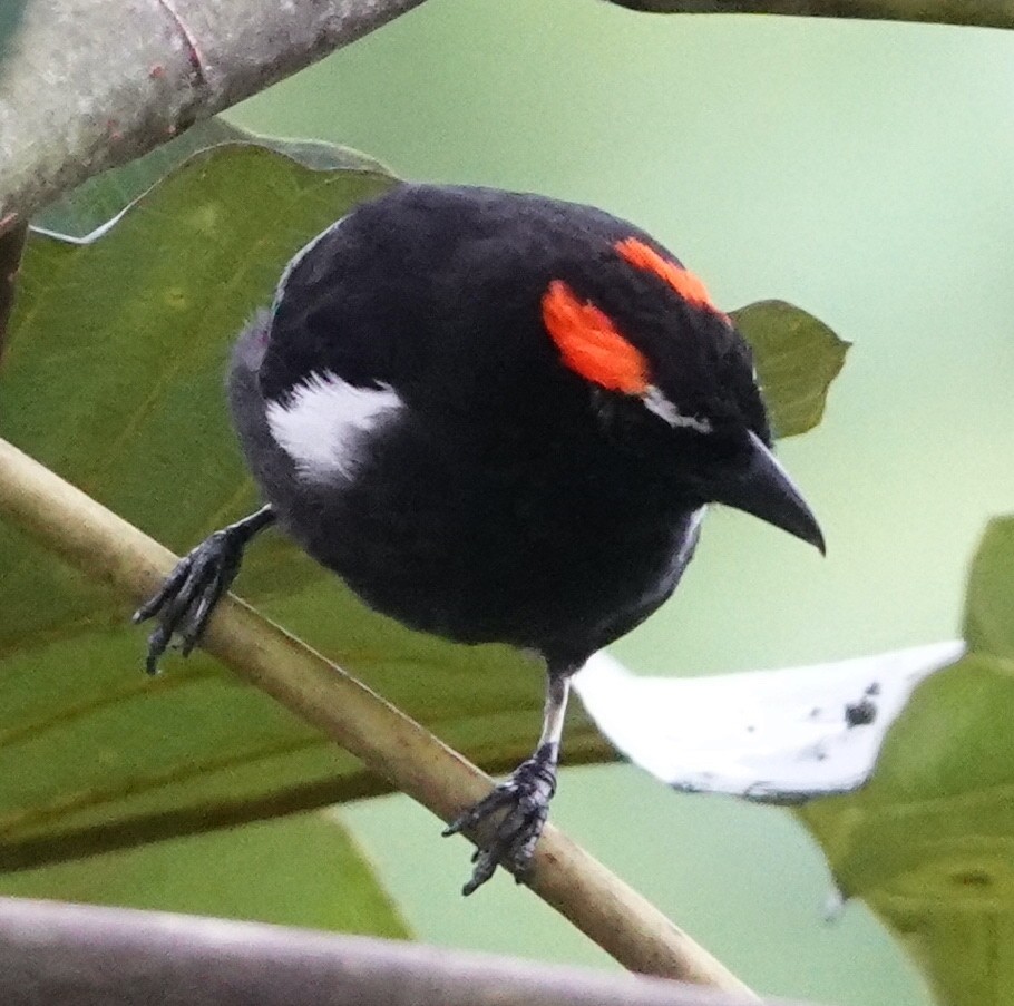 Scarlet-browed Tanager - ML614234563