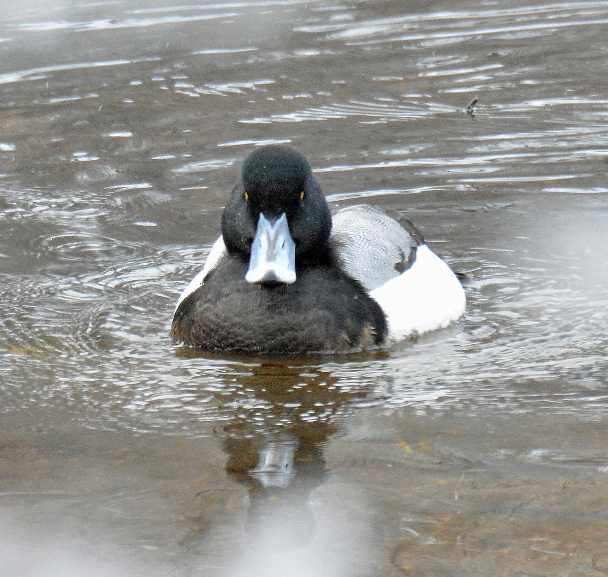 Greater Scaup - ML614234617