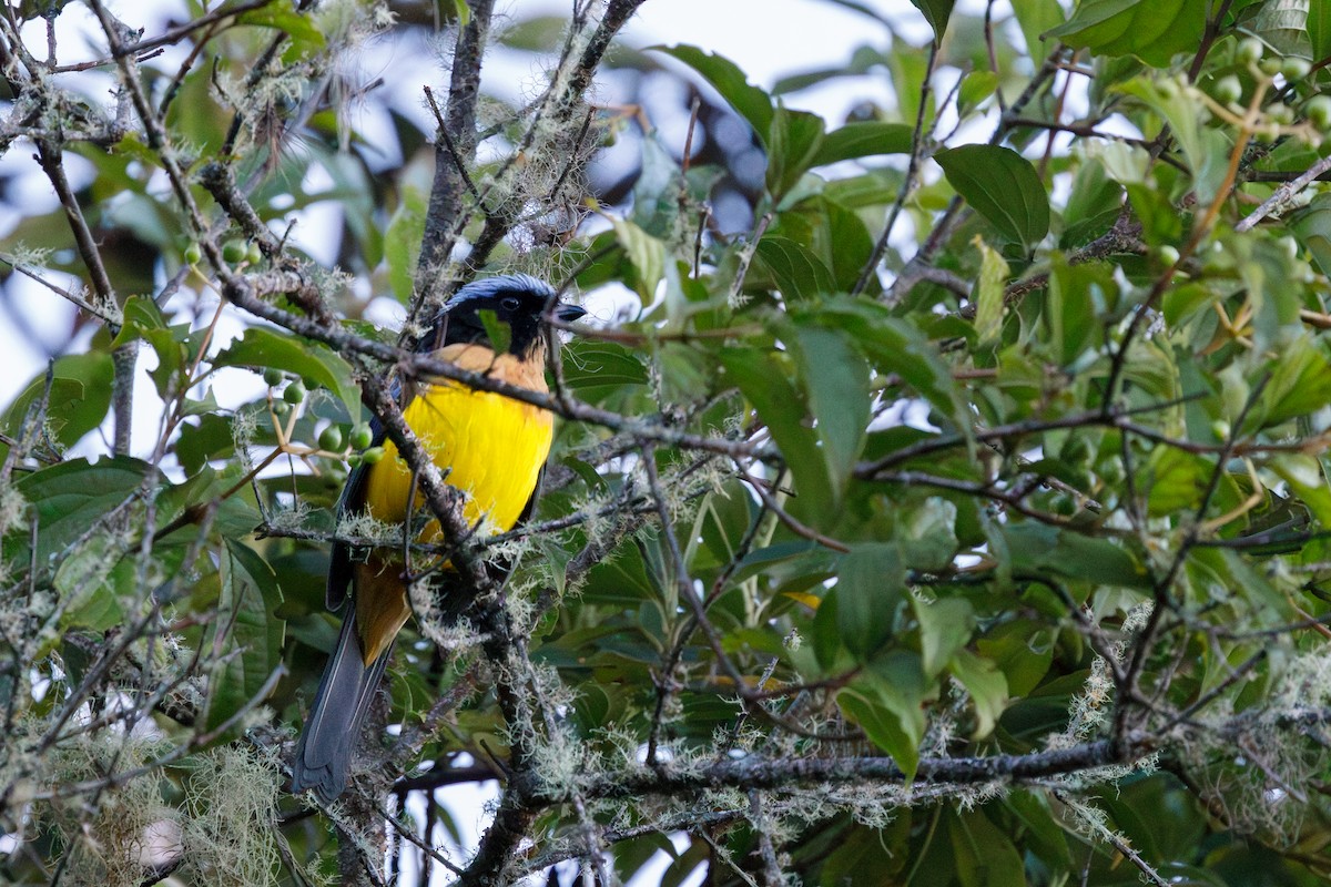 Buff-breasted Mountain Tanager (Carriker's) - ML614234960