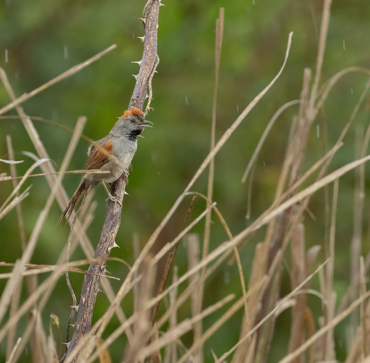 Cinereous-breasted Spinetail - ML614235149