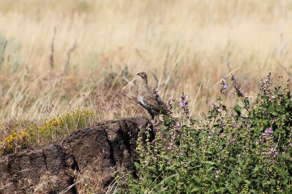 Greater Sage-Grouse - ML614235378