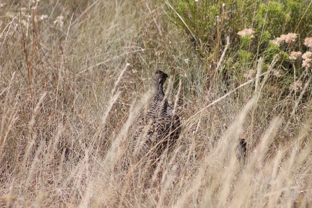 Greater Sage-Grouse - ML614235380