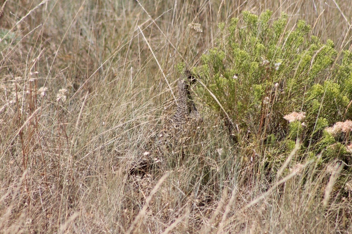 Greater Sage-Grouse - ML614235389