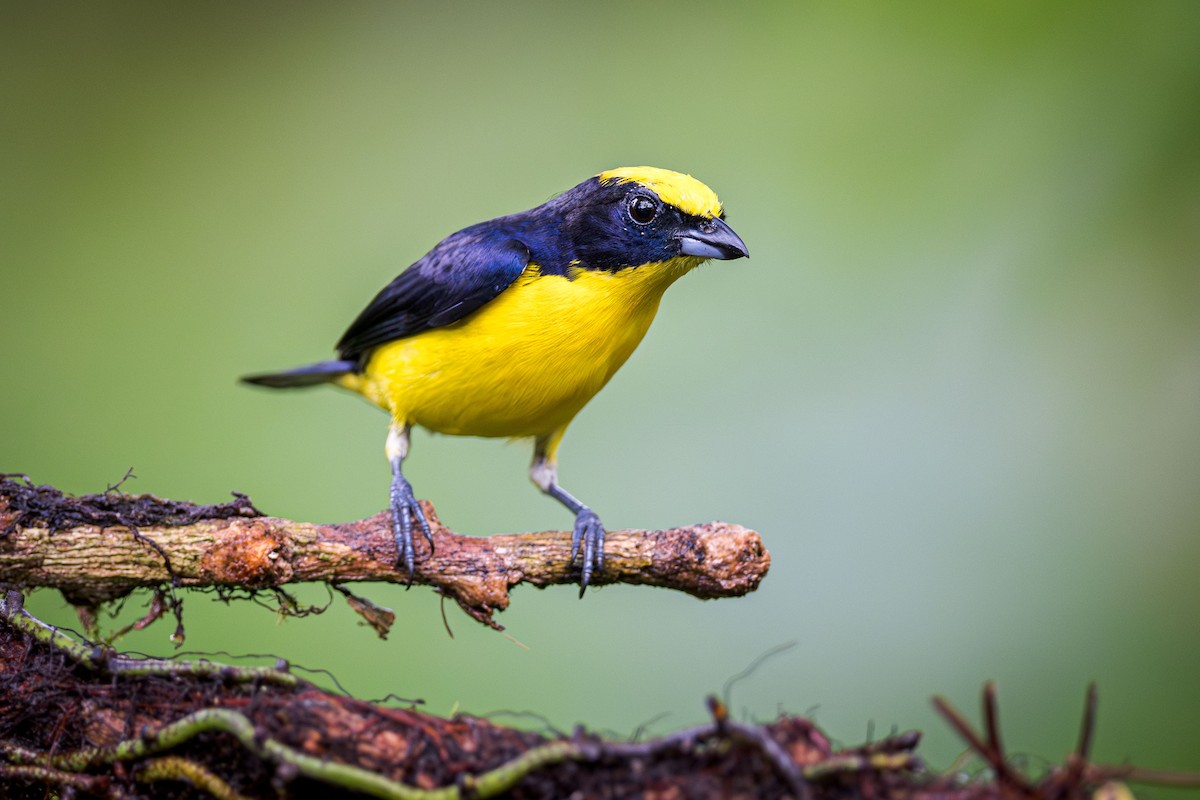 Thick-billed Euphonia (Thick-billed) - ML614235557