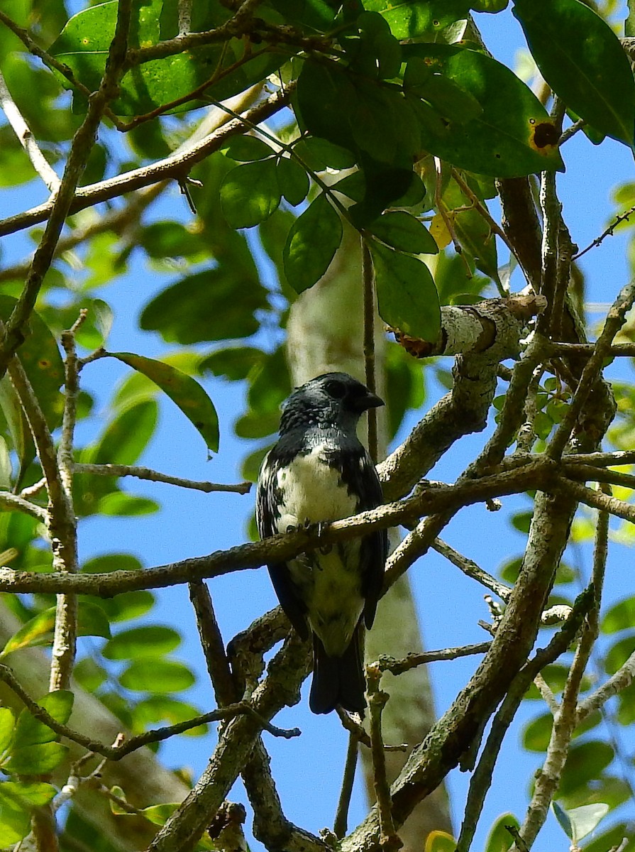 White-bellied Tanager - ML614235570