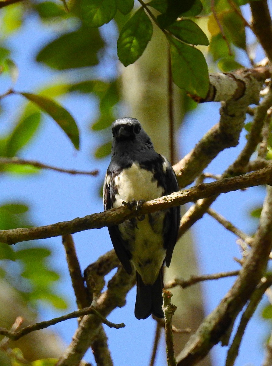 White-bellied Tanager - ML614235571