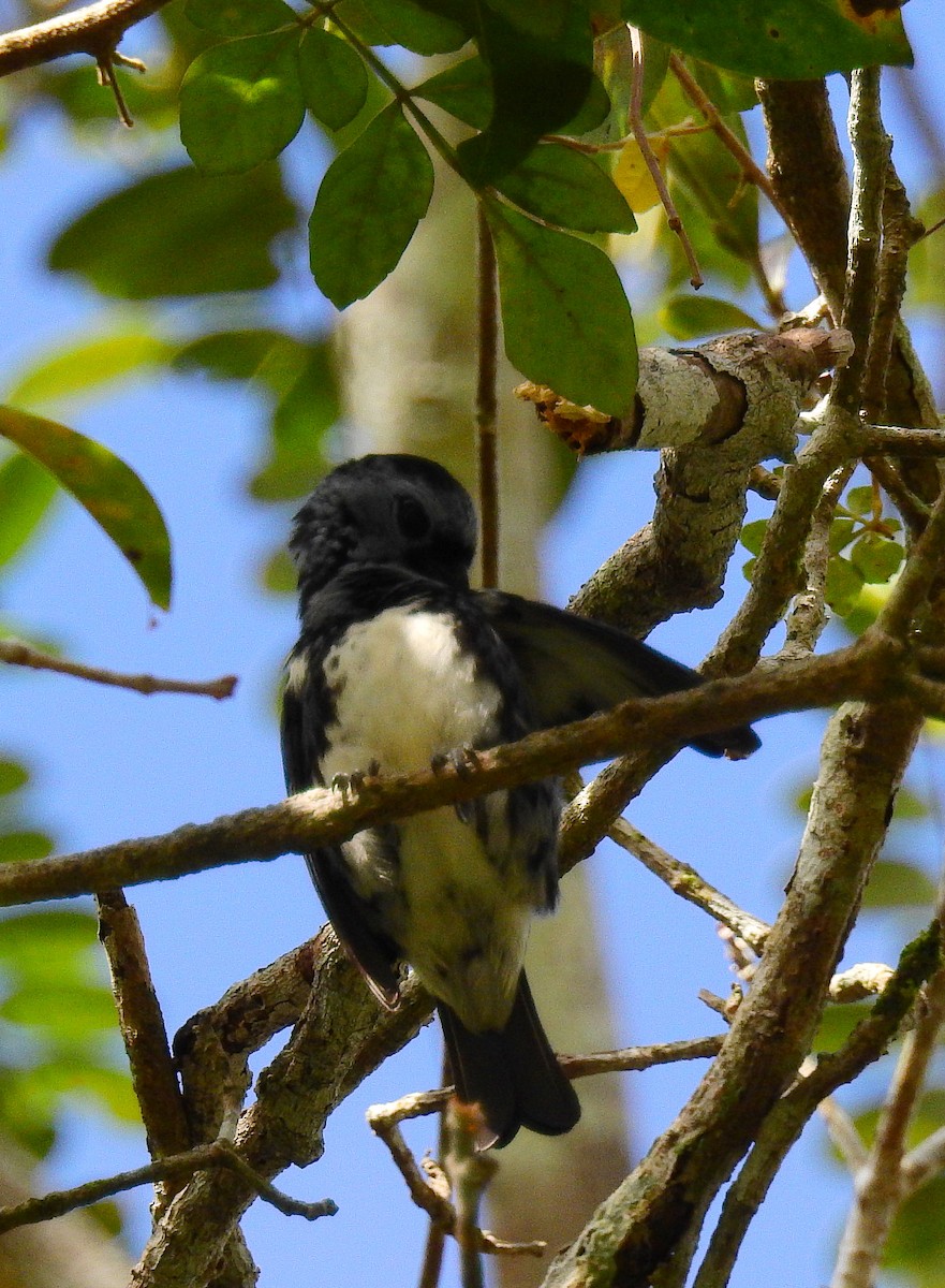 White-bellied Tanager - Bob Curry