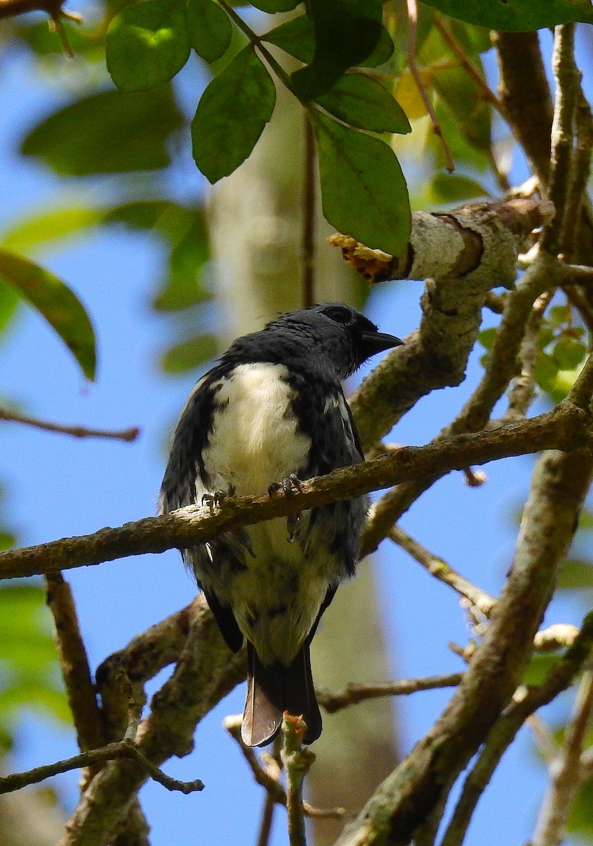 White-bellied Tanager - ML614235575