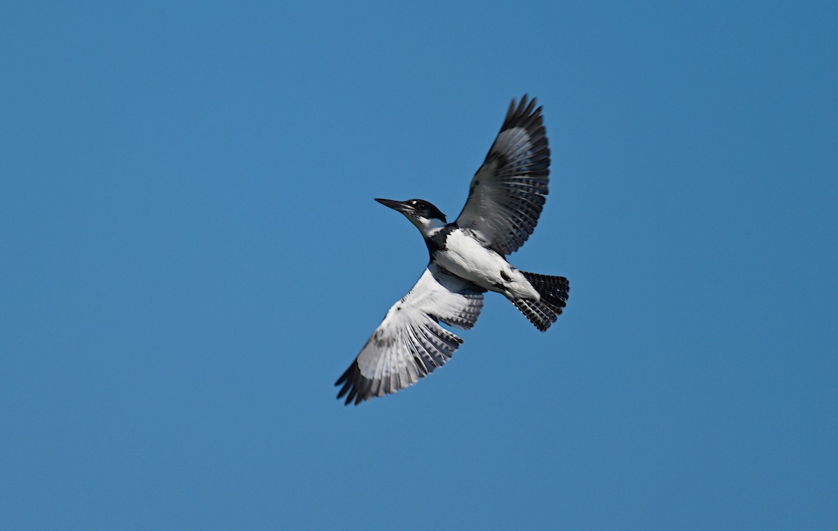 Belted Kingfisher - ML614235736