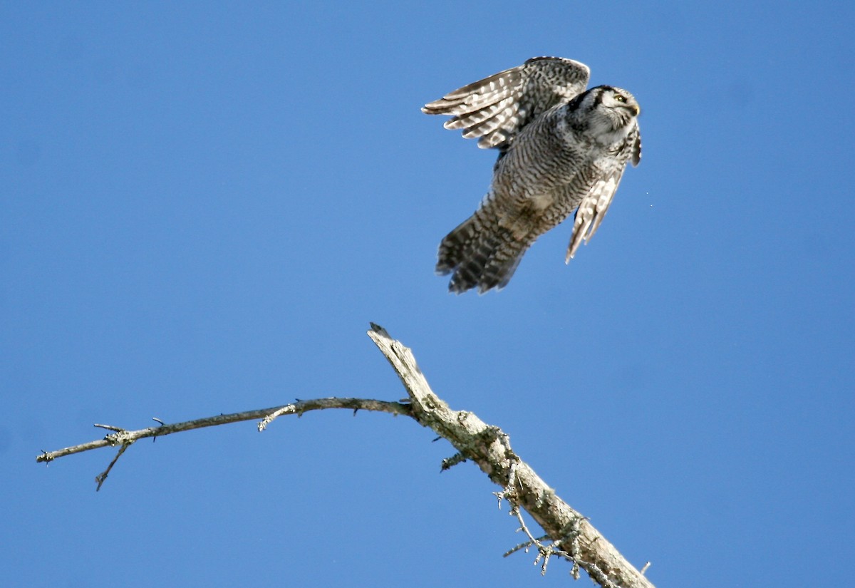 Northern Hawk Owl - ML614235787