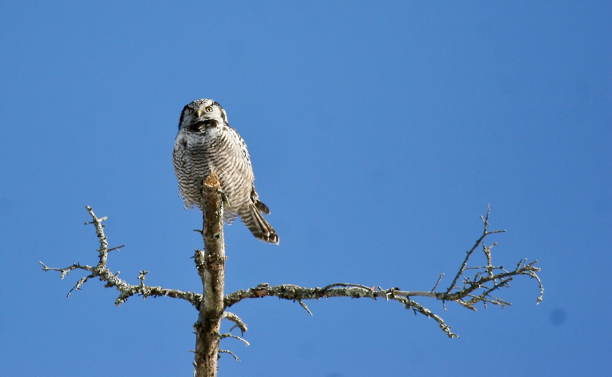 Northern Hawk Owl - ML614235788