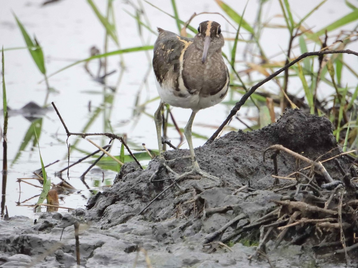 Greater Painted-Snipe - ML614235808