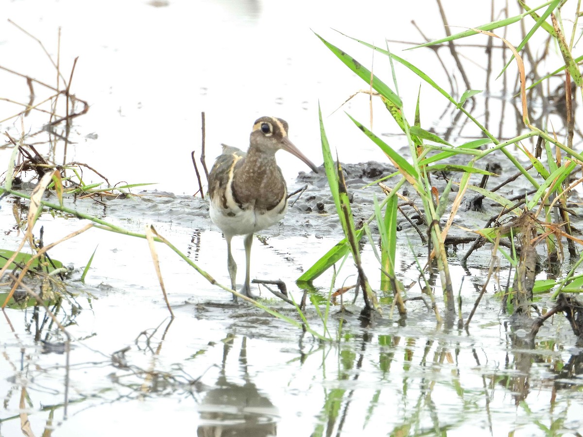 Greater Painted-Snipe - ML614235813